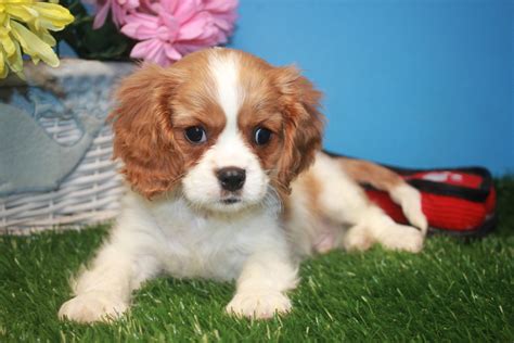 king charles cavalier spaniel breeder near me